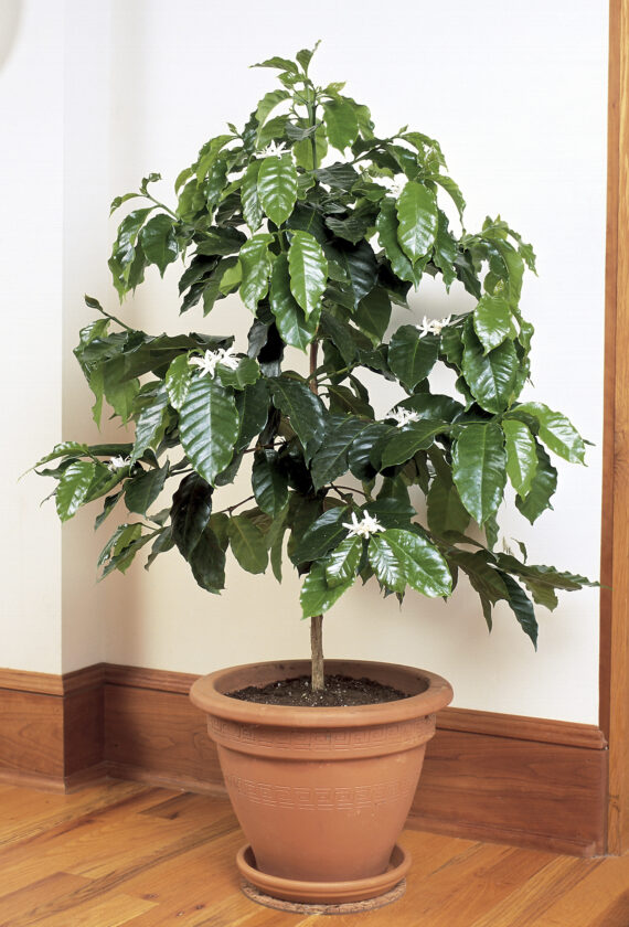 How to grow your cup of coffee, indoors | News, Sports, Jobs - The Express